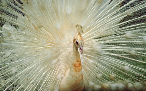 White peacock spreads its wings screenshot 1