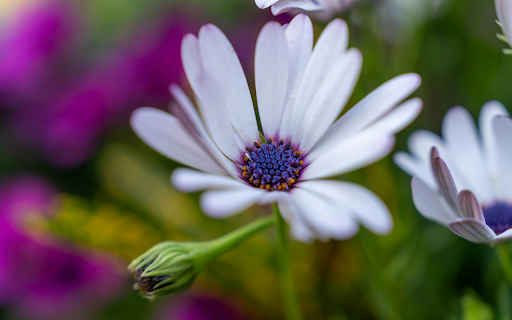 White petals screenshot 1