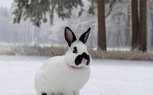 White rabbit with black ears screenshot 1