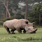 white rhino wallpaper logo