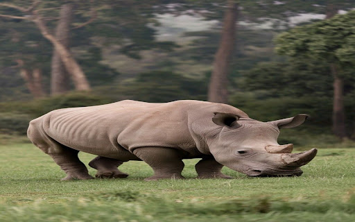 white rhino wallpaper screenshot 1