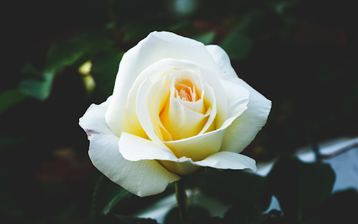 White Rose Elegance screenshot 1