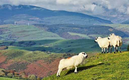 White sheep with dirty faces screenshot 1