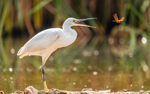 White Stork and Dragonfly screenshot 1
