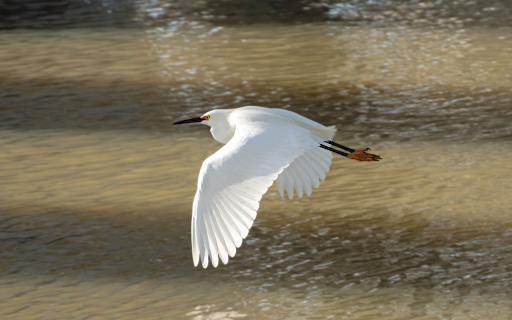 White Stork Flying screenshot 1