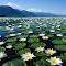 White water lily wallpaper logo