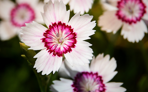 White wings with pink spots screenshot 1