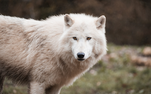 White wolf screenshot 1