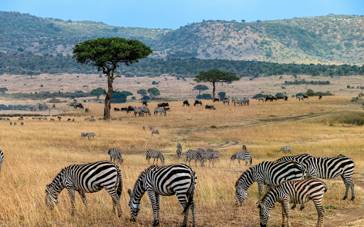 Wild animals on the grassland screenshot 1