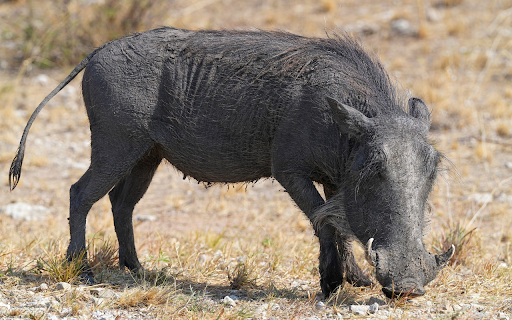 Wild boar and long fangs screenshot 1