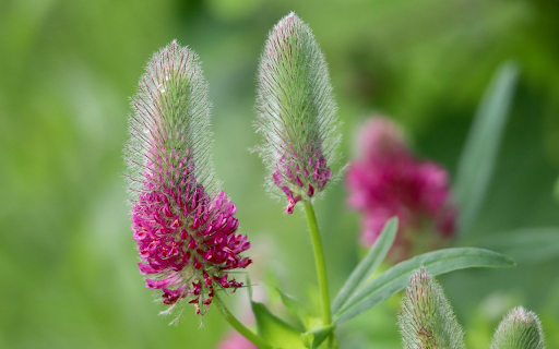 Wild Clover Bloom screenshot 1