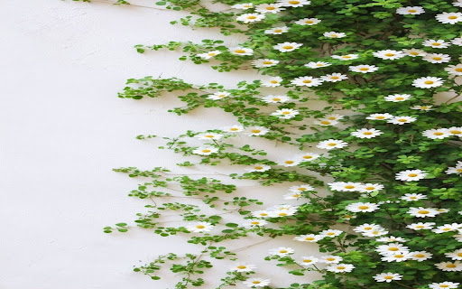 wild daisy wallpaper screenshot 1