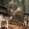 Wild Deer Grazing in Swedish Forest logo