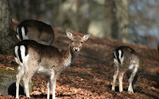Wild Deer Grazing in Swedish Forest screenshot 1