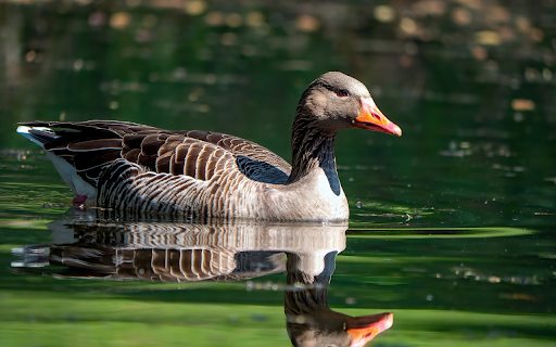 Wild Goose screenshot 1