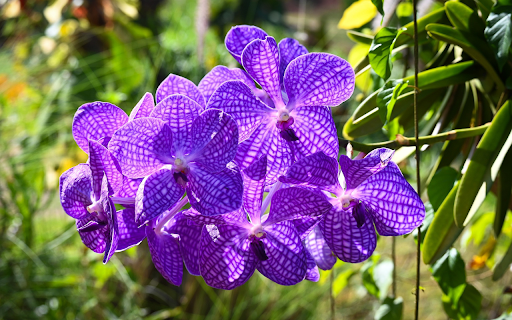 Wild Orchid screenshot 1