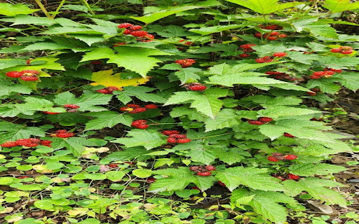 wild raspberry wallpaper screenshot 1