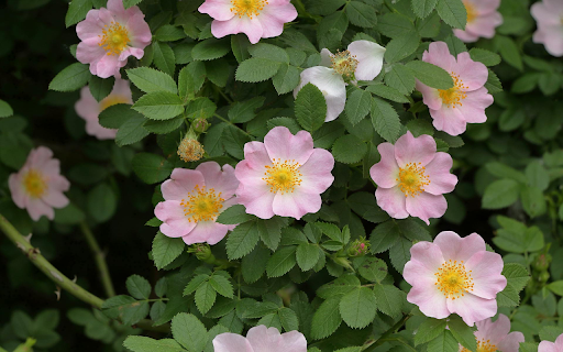 Wild Rose Serenity screenshot 1