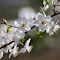 Wild white plum blossoms logo