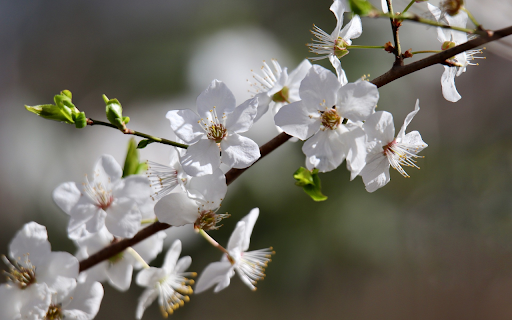 Wild white plum blossoms screenshot 1