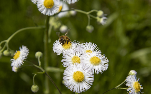 Wildflowers and honey bees screenshot 1