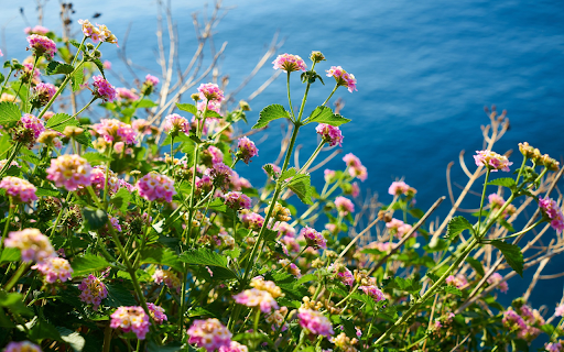 Wildflowers on the beach screenshot 1