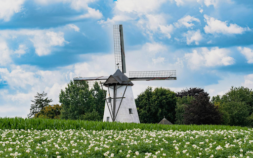 Windmill and flower field screenshot 1