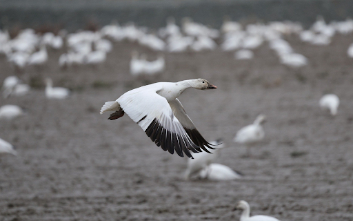 Wings of Freedom screenshot 1