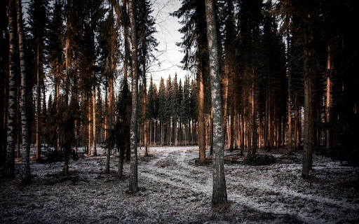 Winter forest screenshot 1