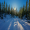 Winter Forest HD Wallpaper Theme logo