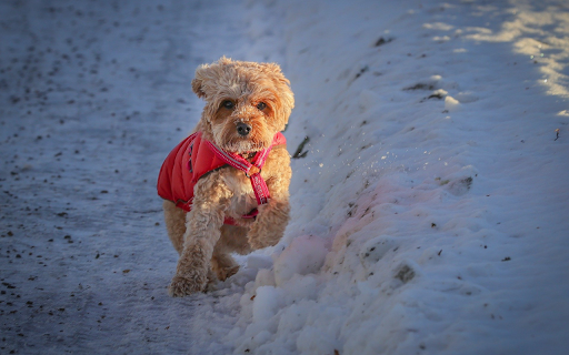 Winter Pup in Red screenshot 1