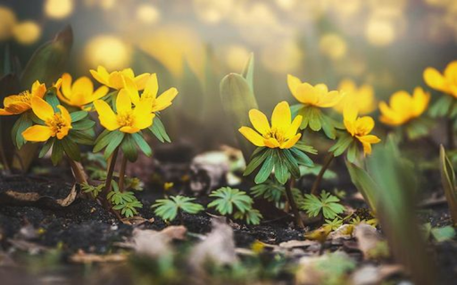 Winterlinge wallpapers screenshot 1