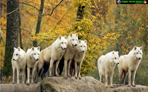 Wolf Pack 1366x768 screenshot 1
