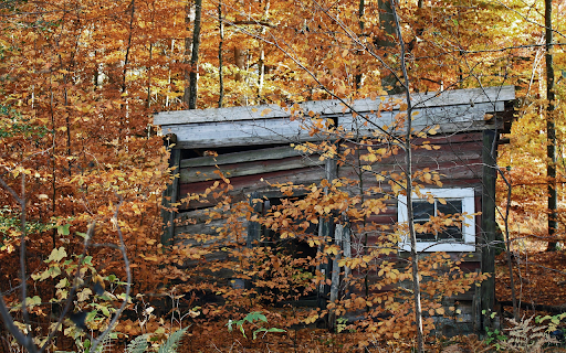 Wooden house in the forest screenshot 1