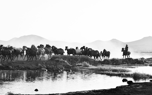 Wrangler with Herd of Horses in Black and White screenshot 1