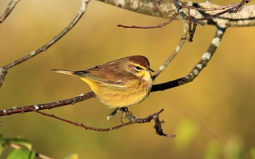 WRINKLE Theme screenshot 1