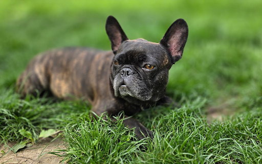 Wrinkled Face Dog screenshot 1