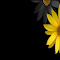 yellow apricot blossoms logo
