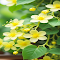 Yellow Apricot Flower Wallpaper logo