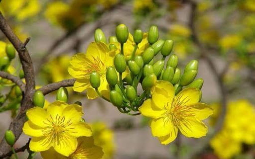 yellow apricot wallpaper screenshot 1