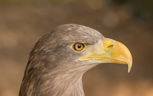 Yellow-billed bird screenshot 1