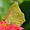 Yellow butterfly logo