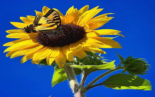 Yellow butterfly perches on sunflowers wallpaper screenshot 1