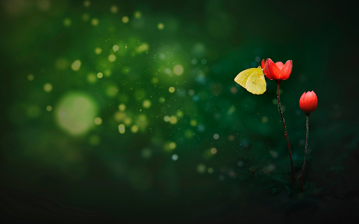 Yellow Butterfly Red Flowers screenshot 1