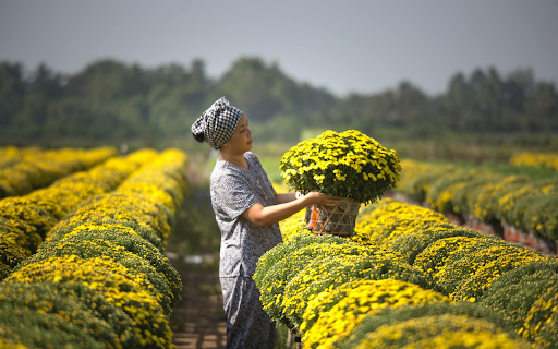 Yellow Chrysanthemum Garden screenshot 1