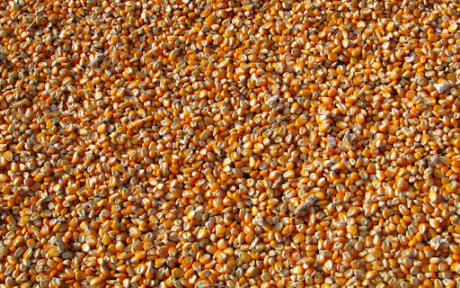 Yellow corn kernels screenshot 1