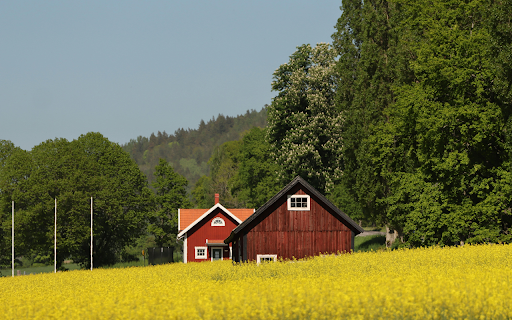 Yellow Field in Jonkoping County screenshot 1