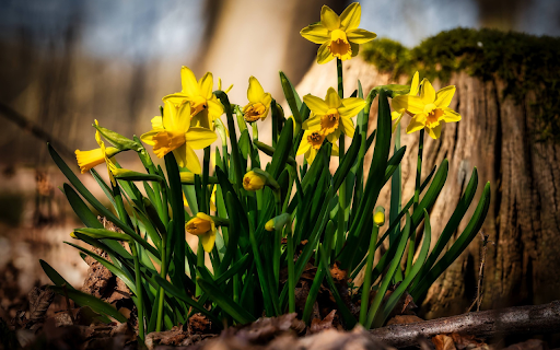 Yellow Flower Cluster screenshot 1