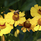 Yellow flowers and hardworking bees logo