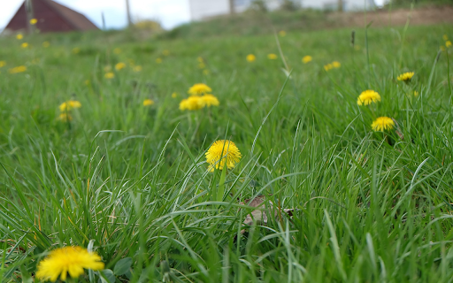 Yellow flowers under green grass screenshot 1